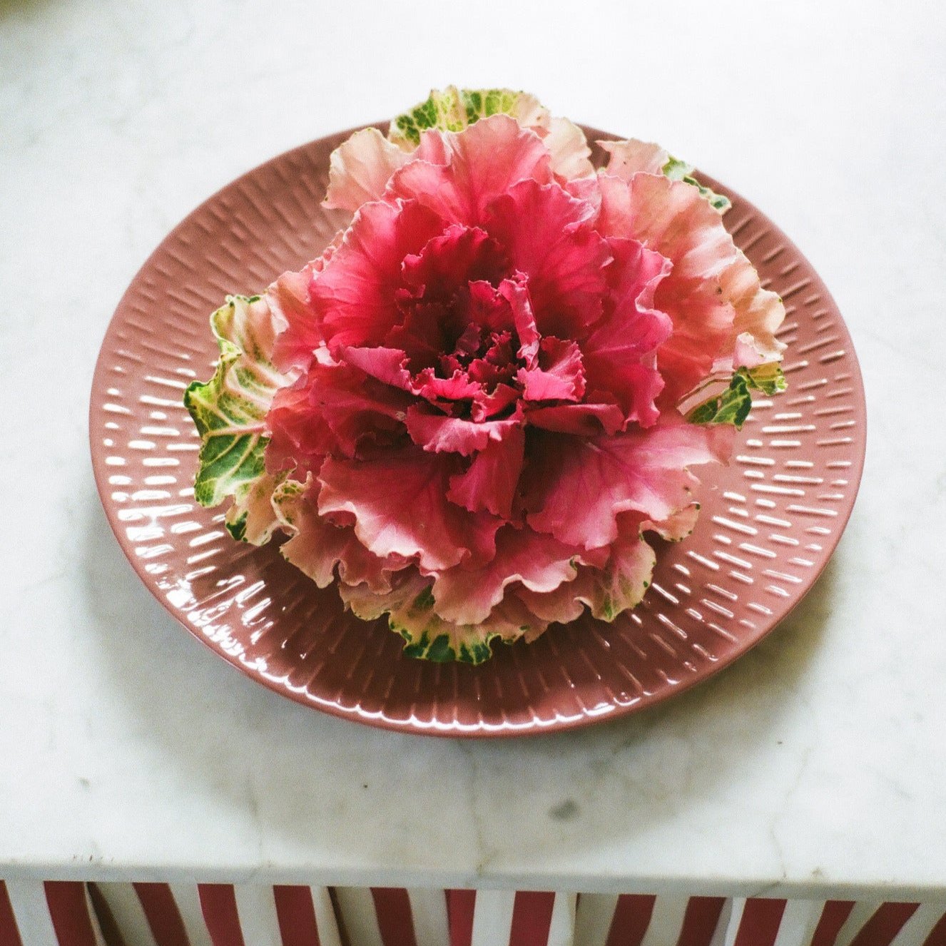 Confetti lunch plate | Bordeaux